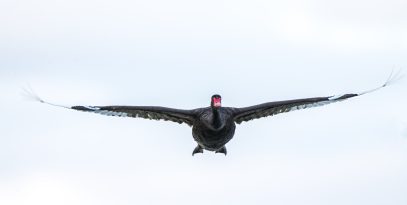 black,swan,flying,head,on,to,camera,,pale,white,sky